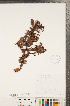  ( - CCDB-23110-D08)  @11 [ ] Copyright (2015) Deb Metsger Royal Ontario Museum