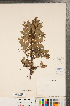  ( - CCDB-23110-C08)  @11 [ ] Copyright (2015) Deb Metsger Royal Ontario Museum