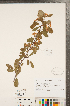  ( - CCDB-23110-A08)  @11 [ ] Copyright (2015) Deb Metsger Royal Ontario Museum