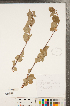  ( - CCDB-23110-F09)  @11 [ ] Copyright (2015) Deb Metsger Royal Ontario Museum