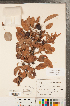  ( - CCDB-23110-E09)  @11 [ ] Copyright (2015) Deb Metsger Royal Ontario Museum