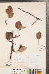  ( - CCDB-23110-C09)  @11 [ ] Copyright (2015) Deb Metsger Royal Ontario Museum