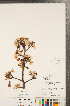  ( - CCDB-23110-B09)  @11 [ ] Copyright (2015) Deb Metsger Royal Ontario Museum