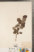  ( - CCDB-23110-A09)  @11 [ ] Copyright (2015) Deb Metsger Royal Ontario Museum