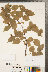  ( - CCDB-23110-E10)  @11 [ ] Copyright (2015) Deb Metsger Royal Ontario Museum