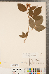  ( - CCDB-23111-F01)  @11 [ ] Copyright (2015) Deb Metsger Royal Ontario Museum