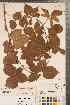  ( - CCDB-23111-B01)  @11 [ ] Copyright (2015) Deb Metsger Royal Ontario Museum