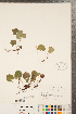  ( - CCDB-23111-G03)  @11 [ ] Copyright (2015) Deb Metsger Royal Ontario Museum