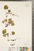  ( - CCDB-23111-E03)  @11 [ ] Copyright (2015) Deb Metsger Royal Ontario Museum