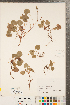  ( - CCDB-23111-D03)  @11 [ ] Copyright (2015) Deb Metsger Royal Ontario Museum
