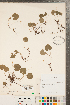  ( - CCDB-23111-B03)  @11 [ ] Copyright (2015) Deb Metsger Royal Ontario Museum