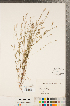  ( - CCDB-23111-H05)  @11 [ ] Copyright (2015) Deb Metsger Royal Ontario Museum