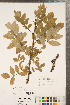  ( - CCDB-23111-G05)  @11 [ ] Copyright (2015) Deb Metsger Royal Ontario Museum
