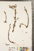  ( - CCDB-23111-F05)  @11 [ ] Copyright (2015) Deb Metsger Royal Ontario Museum