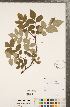 ( - CCDB-23111-D05)  @11 [ ] Copyright (2015) Deb Metsger Royal Ontario Museum