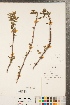  ( - CCDB-23111-C05)  @11 [ ] Copyright (2015) Deb Metsger Royal Ontario Museum