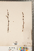  ( - CCDB-23111-A05)  @11 [ ] Copyright (2015) Deb Metsger Royal Ontario Museum