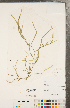  ( - CCDB-23112-H10)  @11 [ ] Copyright (2015) Deb Metsger Royal Ontario Museum