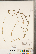  ( - CCDB-23112-D10)  @11 [ ] Copyright (2015) Deb Metsger Royal Ontario Museum