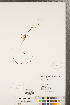  ( - CCDB-23112-C10)  @11 [ ] Copyright (2015) Deb Metsger Royal Ontario Museum
