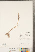  ( - CCDB-23112-E12)  @11 [ ] Copyright (2015) Deb Metsger Royal Ontario Museum