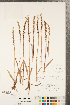  ( - CCDB-23112-D12)  @11 [ ] Copyright (2015) Deb Metsger Royal Ontario Museum