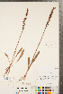  ( - CCDB-23112-C12)  @11 [ ] Copyright (2015) Deb Metsger Royal Ontario Museum