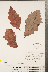  ( - CCDB-23122-H04)  @11 [ ] Copyright (2015) Deb Metsger Royal Ontario Museum