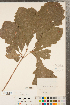  ( - CCDB-23122-F04)  @11 [ ] Copyright (2015) Deb Metsger Royal Ontario Museum