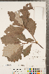  ( - CCDB-23122-E04)  @11 [ ] Copyright (2015) Deb Metsger Royal Ontario Museum