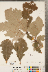  ( - CCDB-23122-D04)  @11 [ ] Copyright (2015) Deb Metsger Royal Ontario Museum
