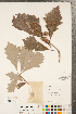  ( - CCDB-23122-C04)  @11 [ ] Copyright (2015) Deb Metsger Royal Ontario Museum