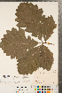  ( - CCDB-23122-B04)  @11 [ ] Copyright (2015) Deb Metsger Royal Ontario Museum