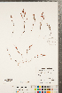 ( - CCDB-23122-A04)  @11 [ ] Copyright (2015) Deb Metsger Royal Ontario Museum