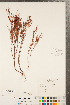  ( - CCDB-23122-H05)  @11 [ ] Copyright (2015) Deb Metsger Royal Ontario Museum