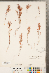  ( - CCDB-23122-G05)  @11 [ ] Copyright (2015) Deb Metsger Royal Ontario Museum