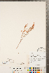  ( - CCDB-23122-E05)  @11 [ ] Copyright (2015) Deb Metsger Royal Ontario Museum