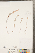  ( - CCDB-23122-D05)  @11 [ ] Copyright (2015) Deb Metsger Royal Ontario Museum