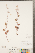  ( - CCDB-23122-C05)  @11 [ ] Copyright (2015) Deb Metsger Royal Ontario Museum