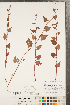  ( - CCDB-23122-B05)  @11 [ ] Copyright (2015) Deb Metsger Royal Ontario Museum