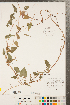  ( - CCDB-23122-H06)  @11 [ ] Copyright (2015) Deb Metsger Royal Ontario Museum