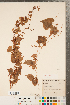  ( - CCDB-23122-G06)  @11 [ ] Copyright (2015) Deb Metsger Royal Ontario Museum