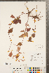  ( - CCDB-23122-F06)  @11 [ ] Copyright (2015) Deb Metsger Royal Ontario Museum