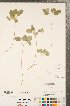  ( - CCDB-23122-H11)  @11 [ ] Copyright (2015) Deb Metsger Royal Ontario Museum