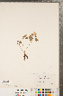  ( - CCDB-23122-G11)  @11 [ ] Copyright (2015) Deb Metsger Royal Ontario Museum