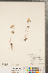  ( - CCDB-23122-F11)  @11 [ ] Copyright (2015) Deb Metsger Royal Ontario Museum
