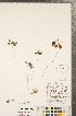  ( - CCDB-23122-E11)  @11 [ ] Copyright (2015) Deb Metsger Royal Ontario Museum