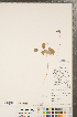 ( - CCDB-23122-D11)  @11 [ ] Copyright (2015) Deb Metsger Royal Ontario Museum
