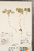  ( - CCDB-23122-C11)  @11 [ ] Copyright (2015) Deb Metsger Royal Ontario Museum