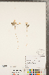  ( - CCDB-23122-A11)  @11 [ ] Copyright (2015) Deb Metsger Royal Ontario Museum